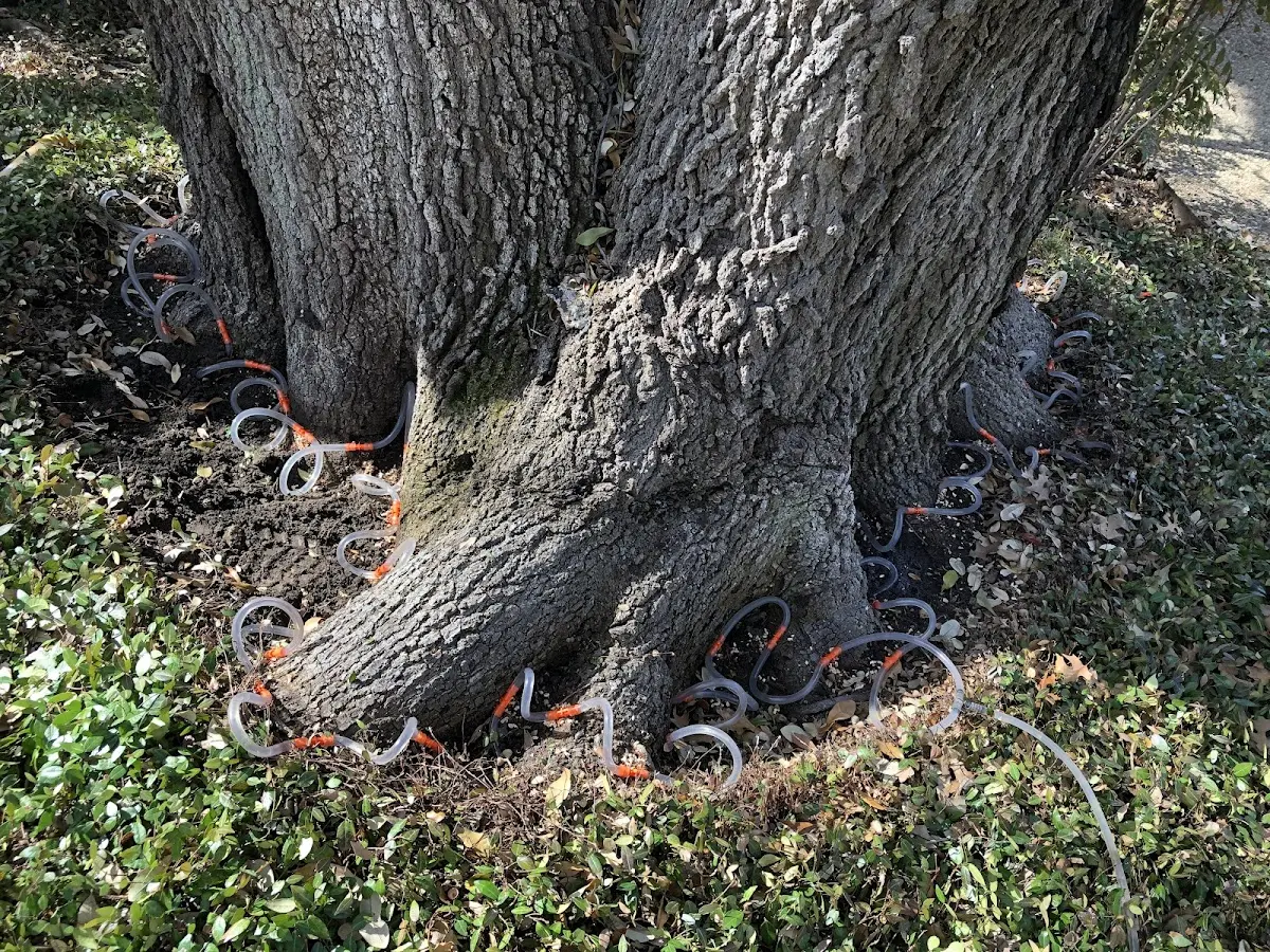 Detailed Tree Cabling and Bracing job site in Eastlake