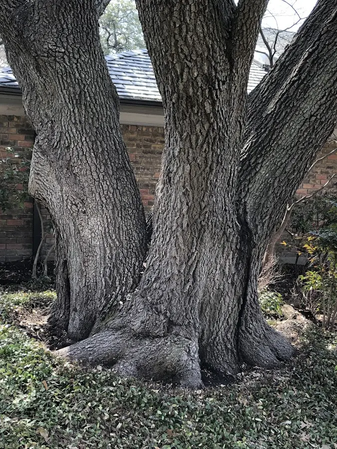 Mature heritage tree close to a Eastlake property cared for by certified arborists